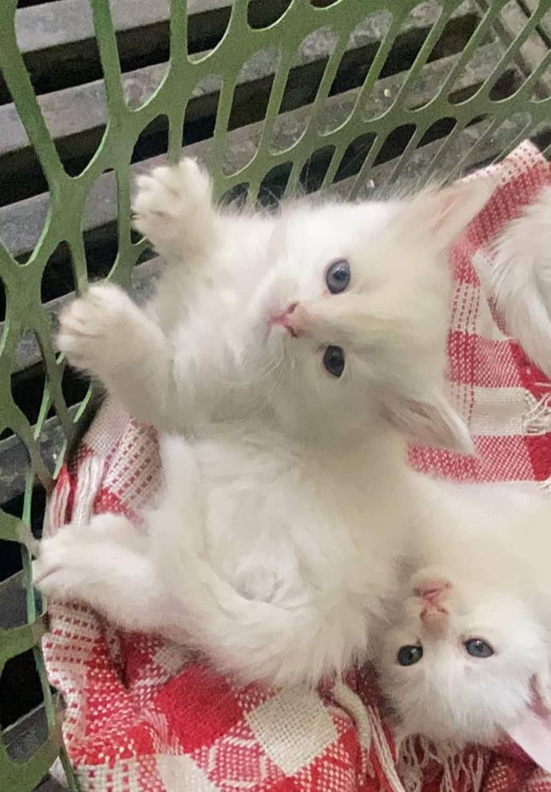 kitten 6