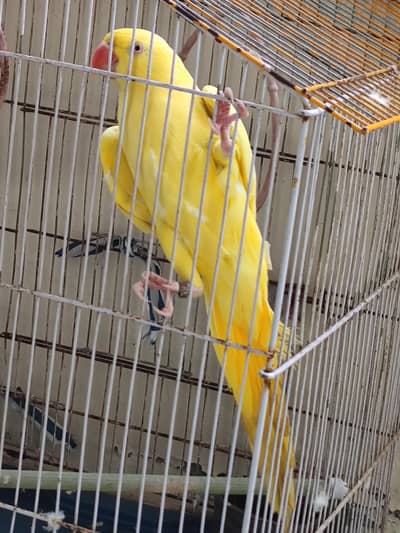 Yellow Ringneck Female