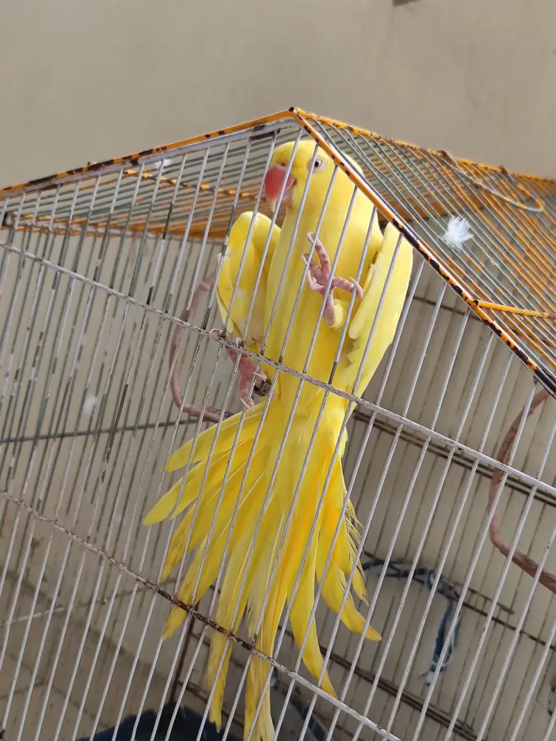 Yellow Ringneck Female — photo 2