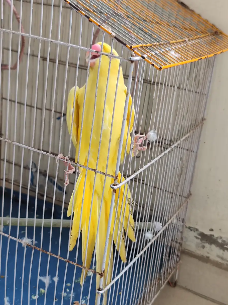 Yellow Ringneck Female — photo 3