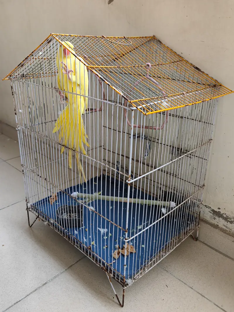 Yellow Ringneck Female — photo 4