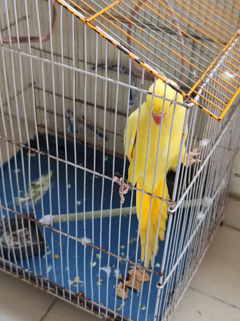 Yellow Ringneck Female — photo 5