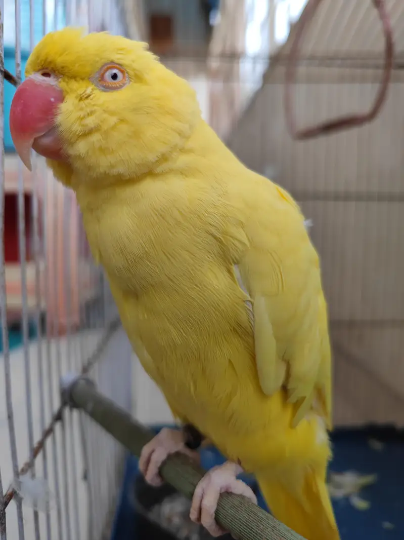 Yellow Ringneck Female — photo 6