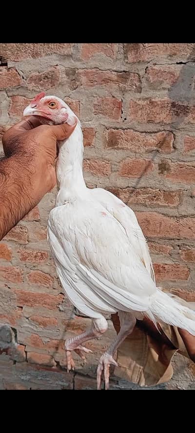 Aseel heera paper white patha  pure