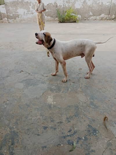 BULLY DOG