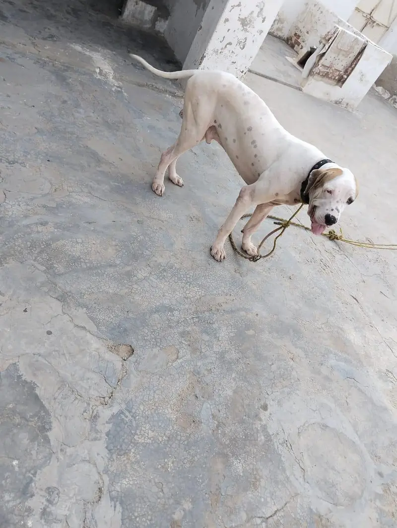 BULLY DOG — photo 2
