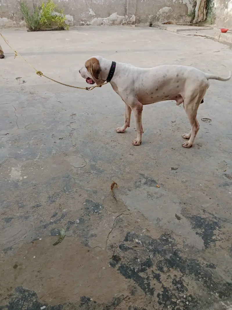 BULLY DOG — photo 3