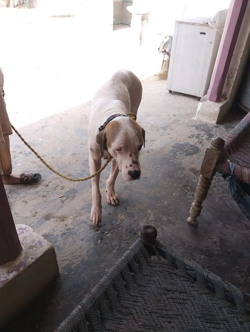 BULLY DOG — photo 4