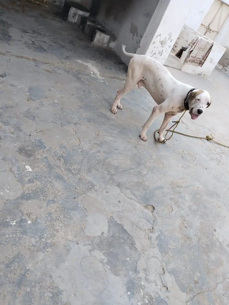 BULLY DOG — photo 5