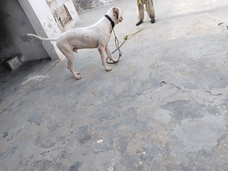 BULLY DOG — photo 6