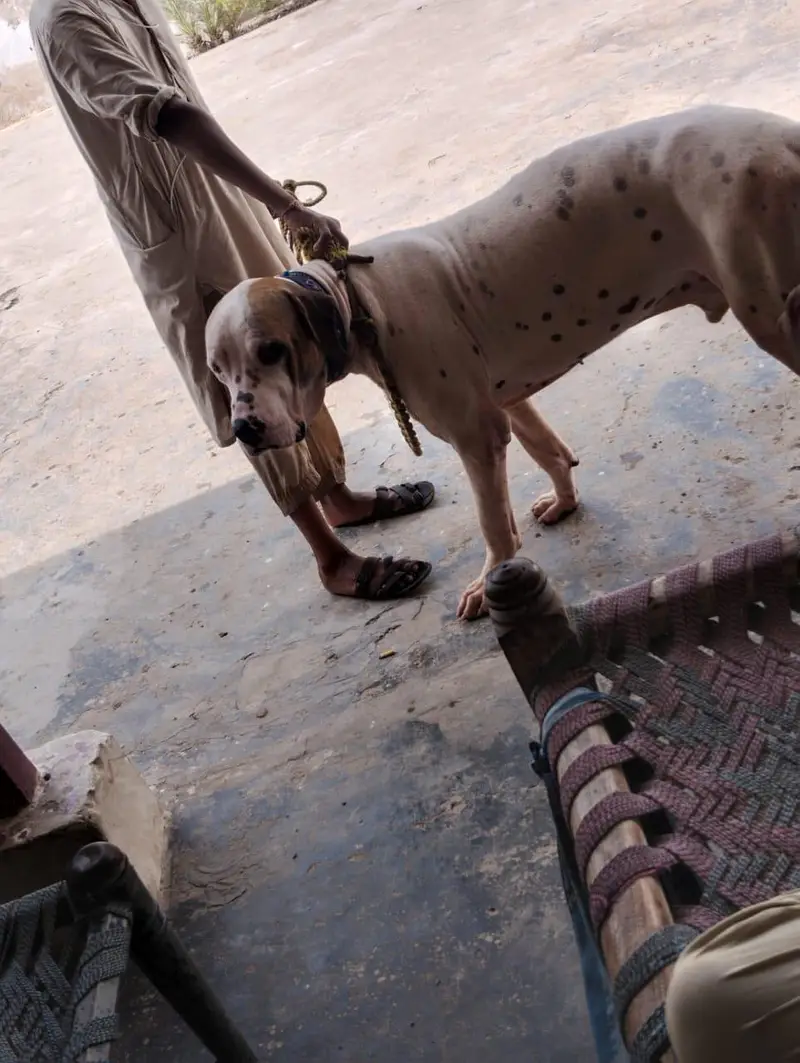 BULLY DOG — photo 7