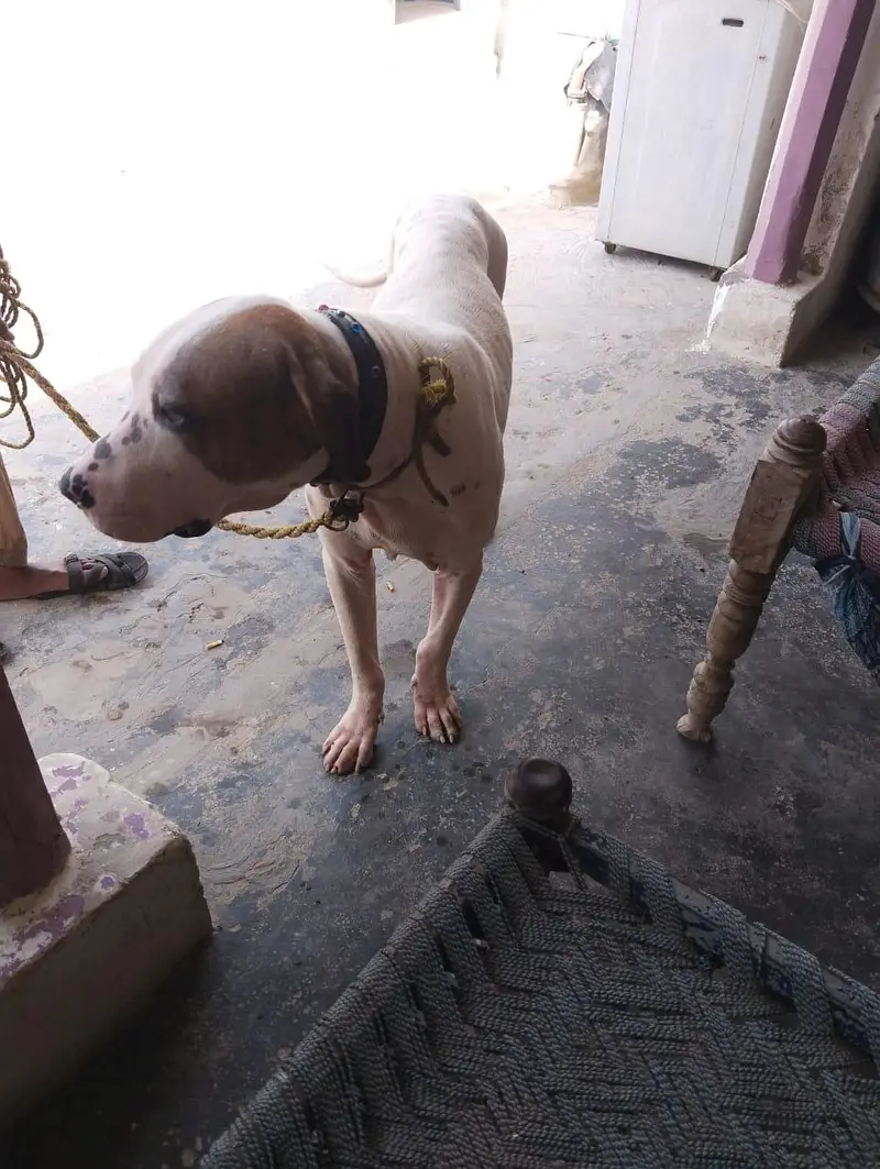 BULLY DOG — photo 8