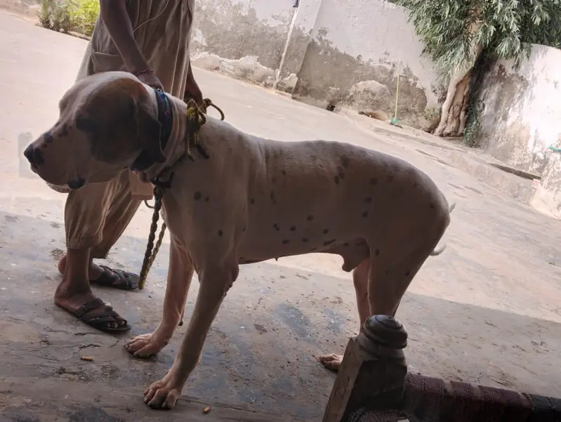 BULLY DOG — photo 9