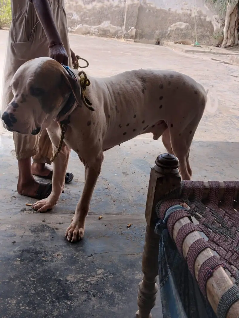 BULLY DOG — photo 10