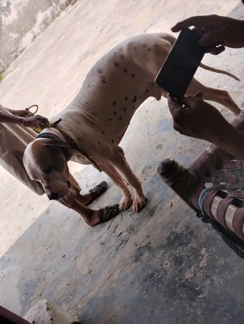 BULLY DOG — photo 11
