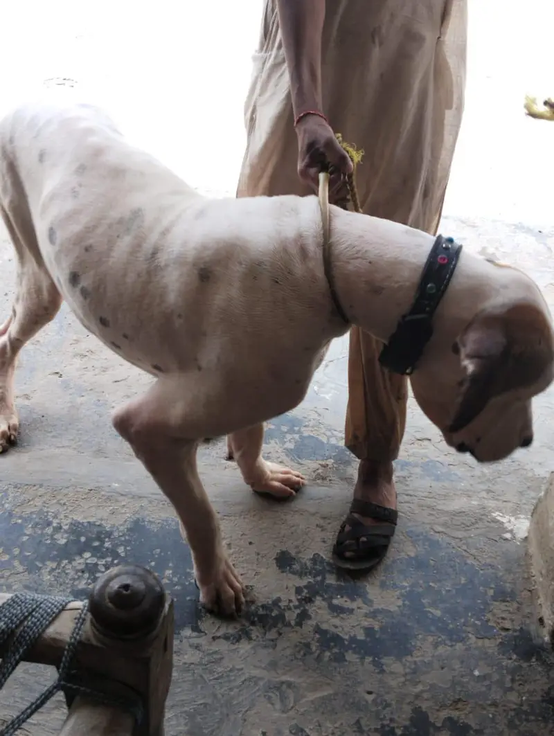 BULLY DOG — photo 12