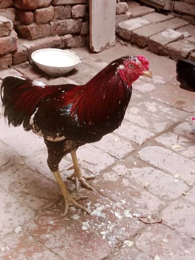 Aseel murga aur desi murgi sale