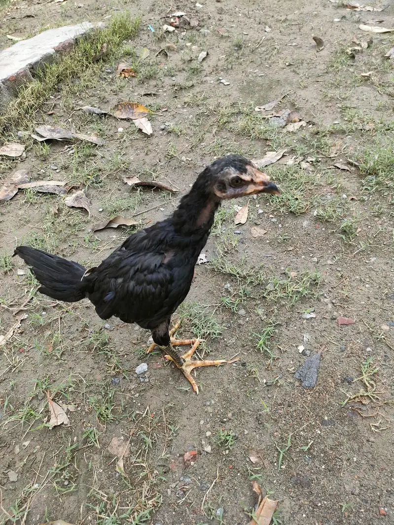 Pure pokye breed — photo 2