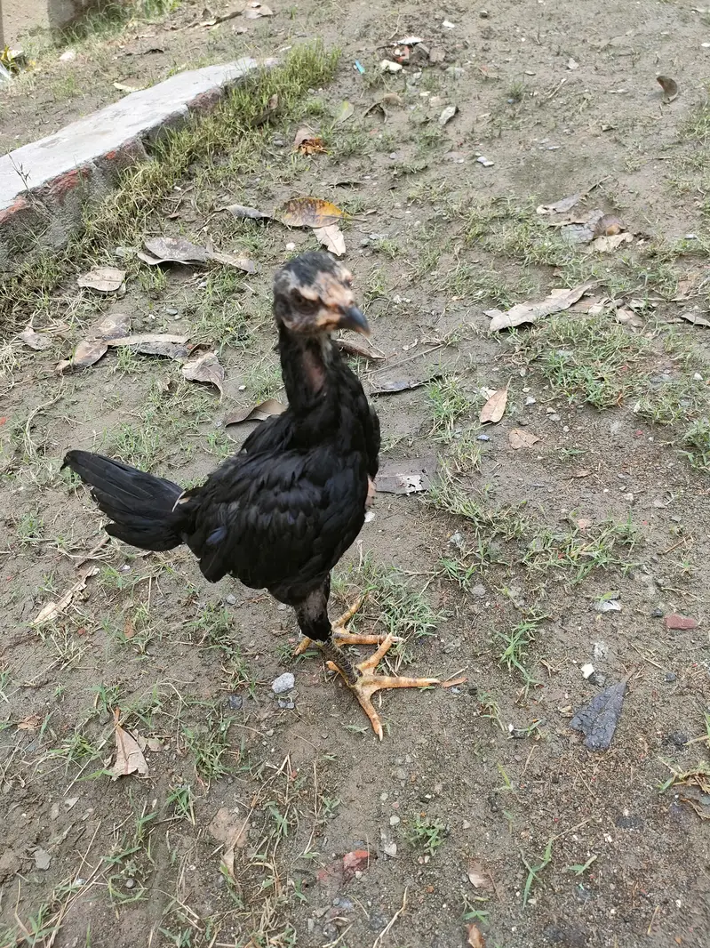 Pure pokye breed — photo 3