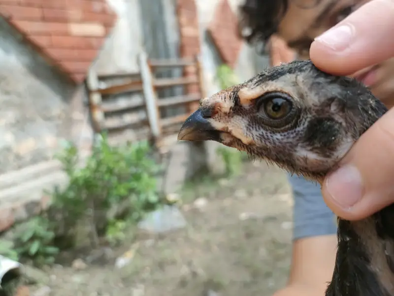 Pure pokye breed — photo 4