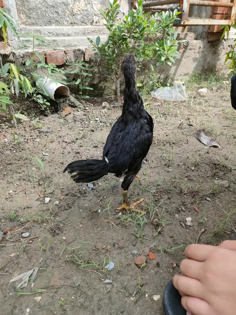 Pure pokye breed — photo 6
