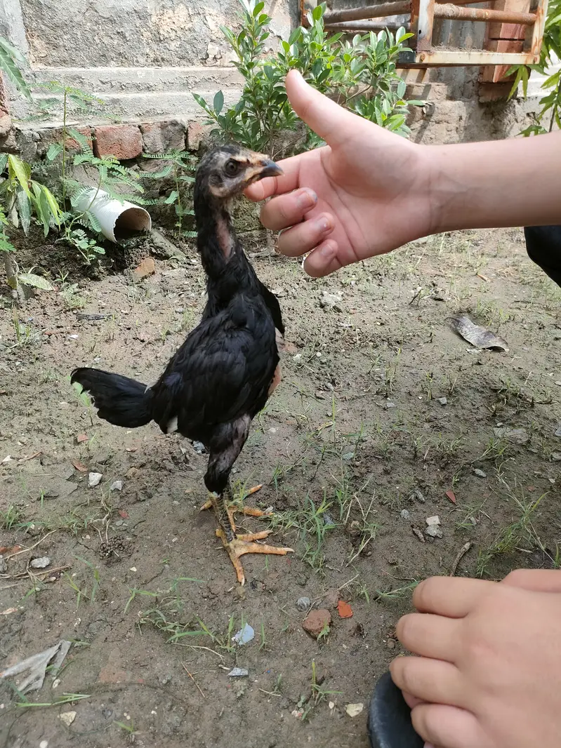 Pure pokye breed — photo 8