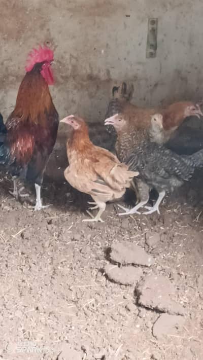 Healthy Misri Hens Available for Sale! 03452463525