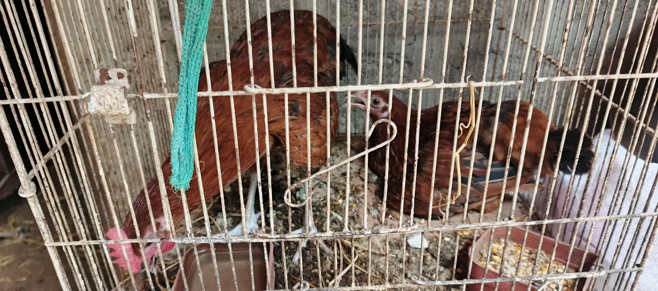 Healthy Misri Hens Available for Sale! 03452463525 — photo 2