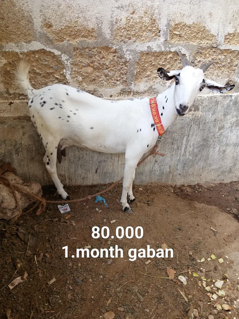 “Healthy 2 Gaban Bakriyan + 1 Bakra For Sale” — photo 4