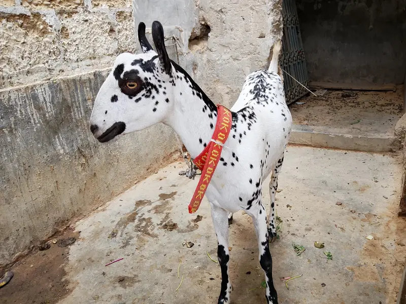 “Healthy 2 Gaban Bakriyan + 1 Bakra For Sale” — photo 5