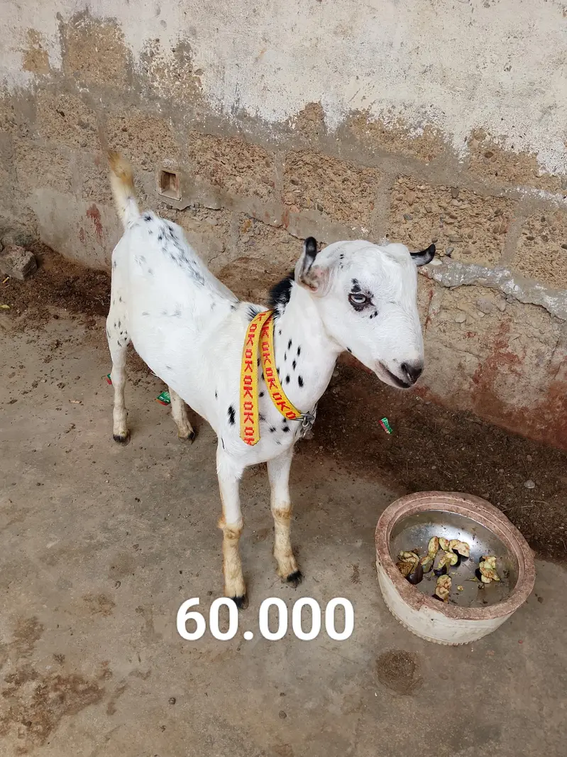 “Healthy 2 Gaban Bakriyan + 1 Bakra For Sale” — photo 6