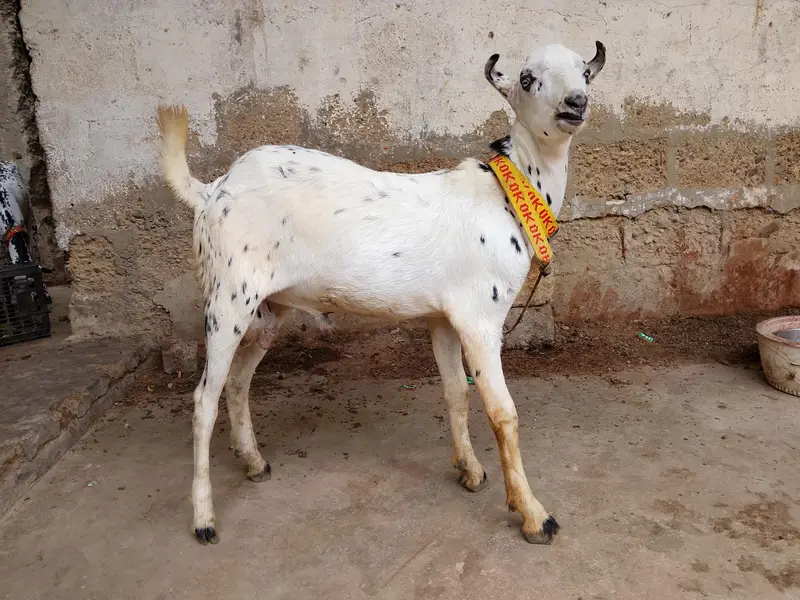 “Healthy 2 Gaban Bakriyan + 1 Bakra For Sale” — photo 7