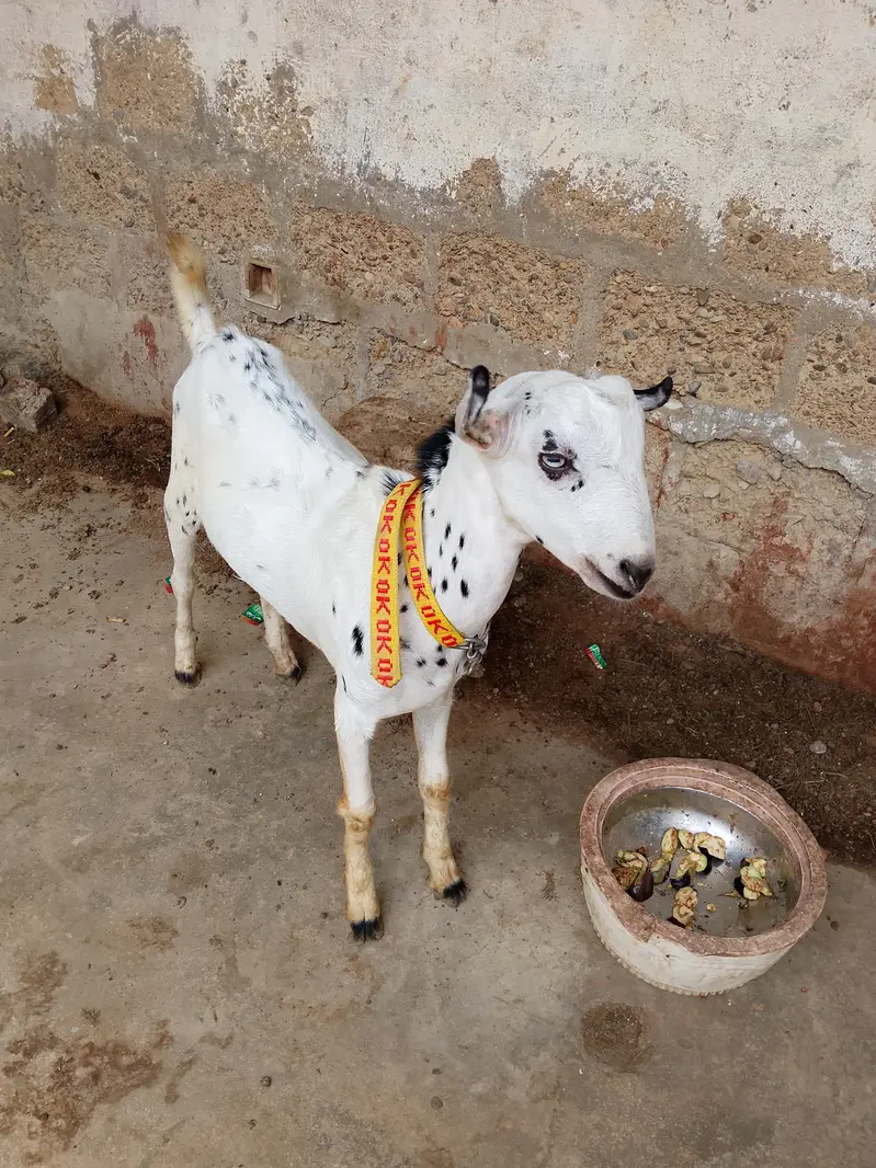 “Healthy 2 Gaban Bakriyan + 1 Bakra For Sale” — photo 9