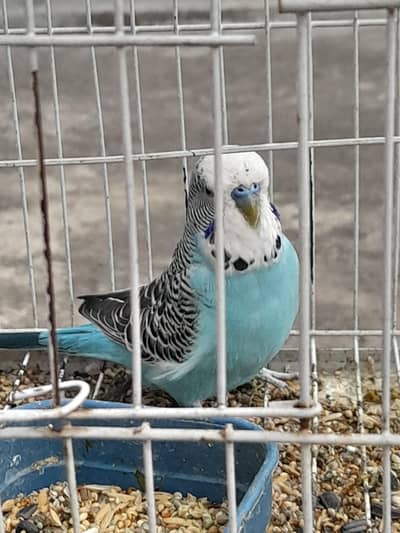 Exhibition pair for sale