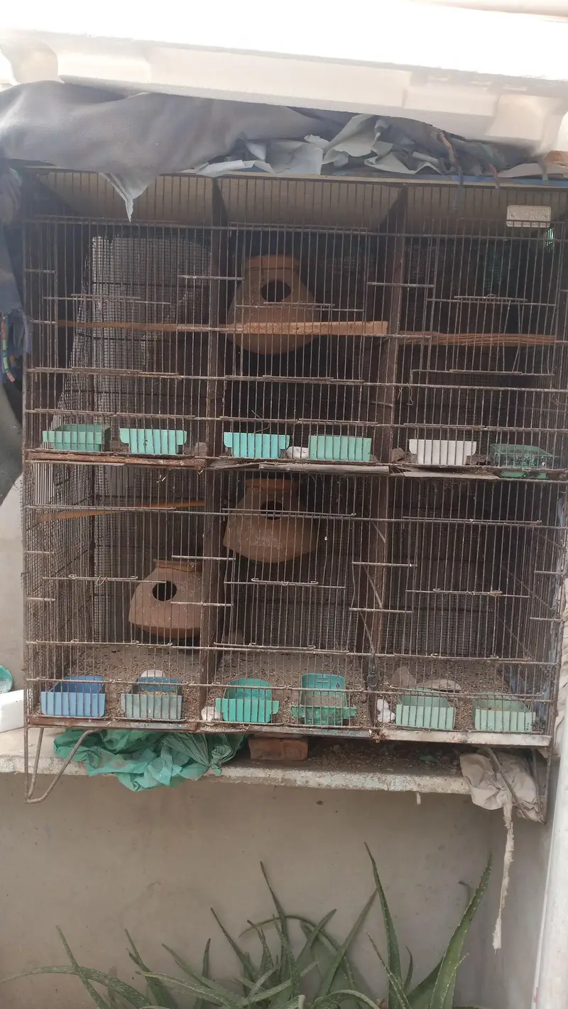five portion angle cage for parrots — photo 3