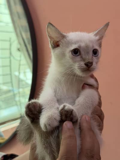 Siame Male kitten