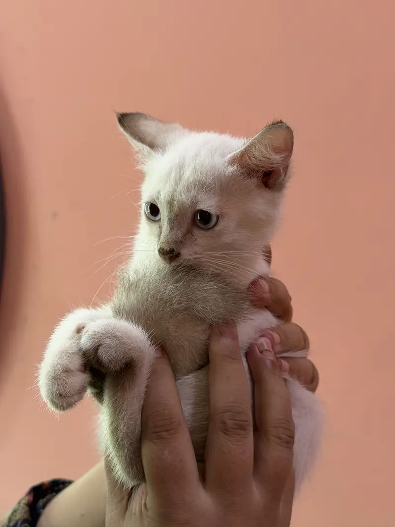 Siame Male kitten — photo 2