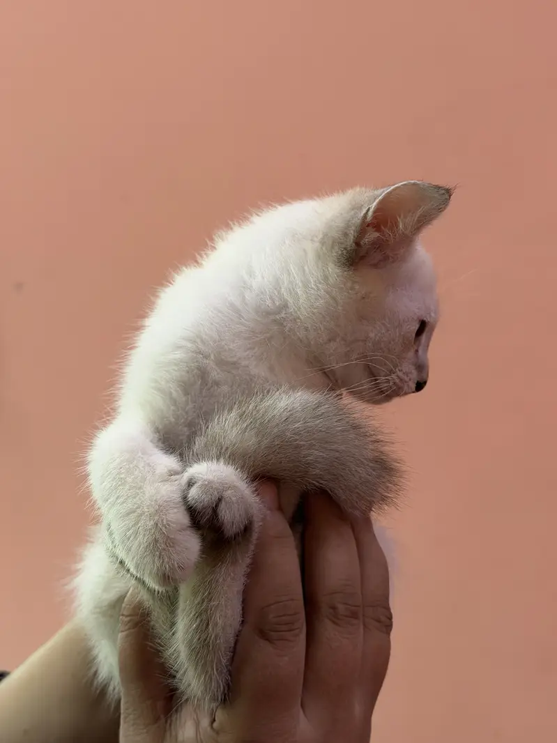 Siame Male kitten — photo 3