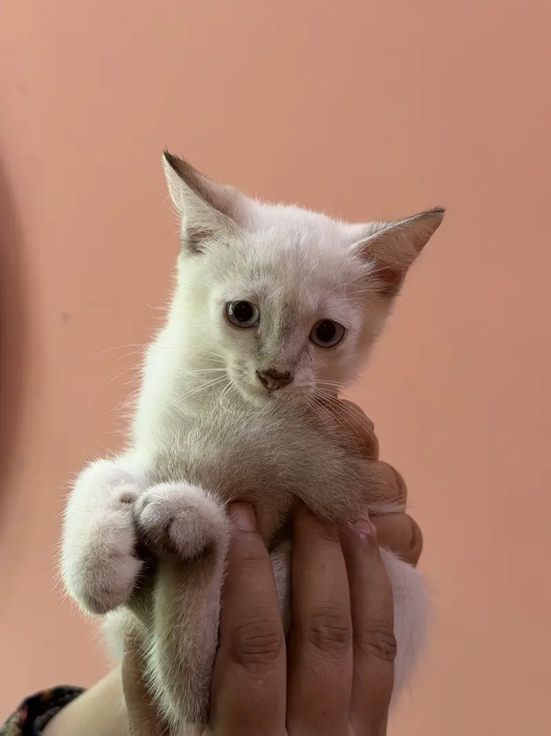 Siame Male kitten — photo 4