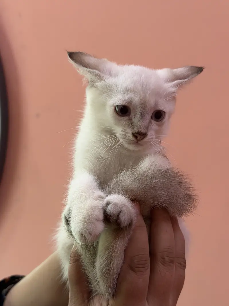 Siame Male kitten — photo 5
