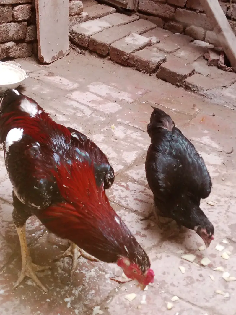 Aseel murga aur desi murgi sale — photo 3
