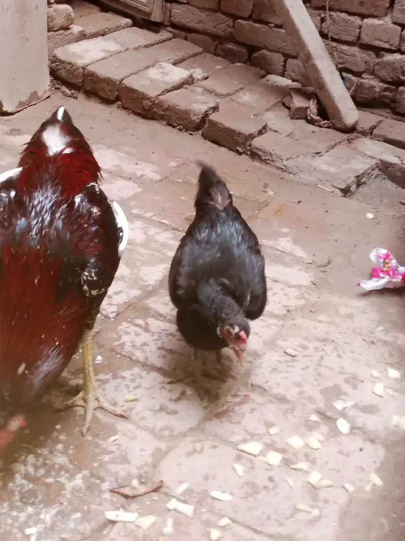 Aseel murga aur desi murgi sale — photo 4
