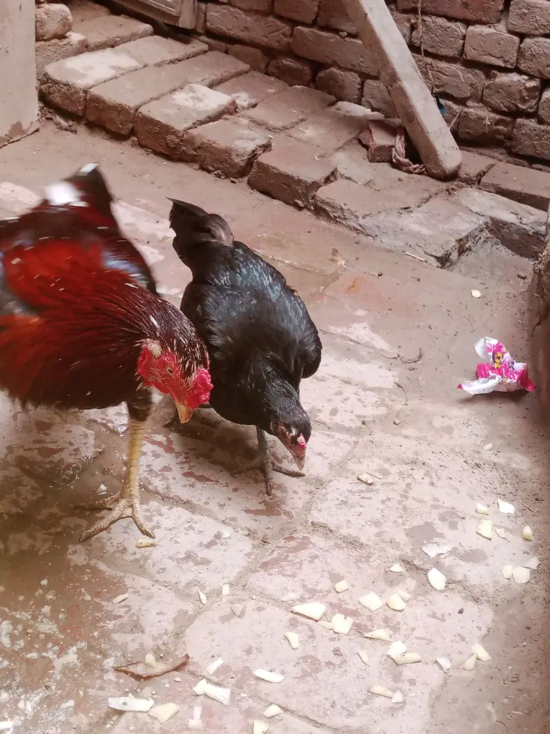 Aseel murga aur desi murgi sale — photo 5