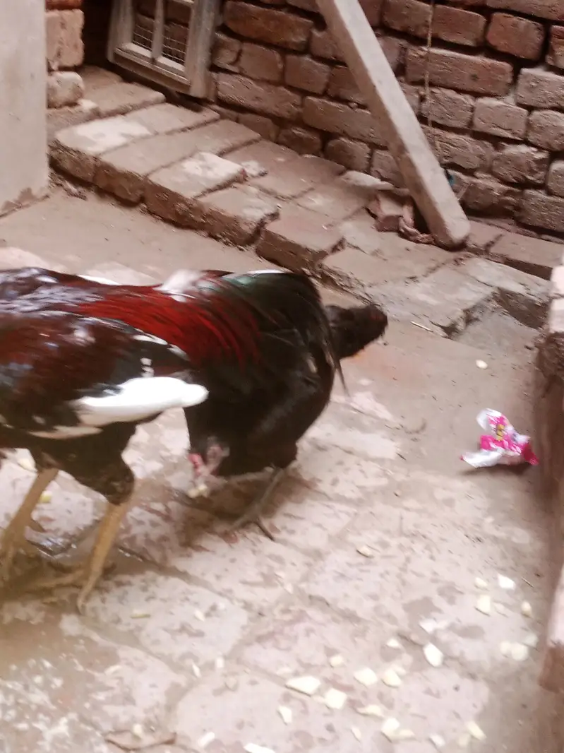 Aseel murga aur desi murgi sale — photo 6