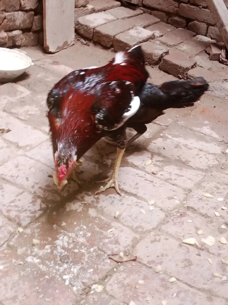 Aseel murga aur desi murgi sale — photo 7