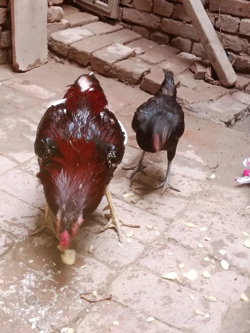 Aseel murga aur desi murgi sale — photo 8