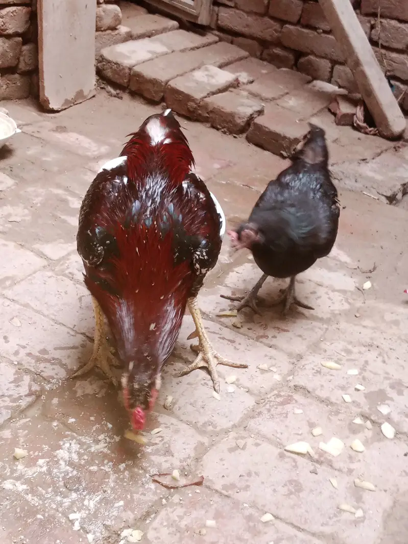 Aseel murga aur desi murgi sale — photo 9