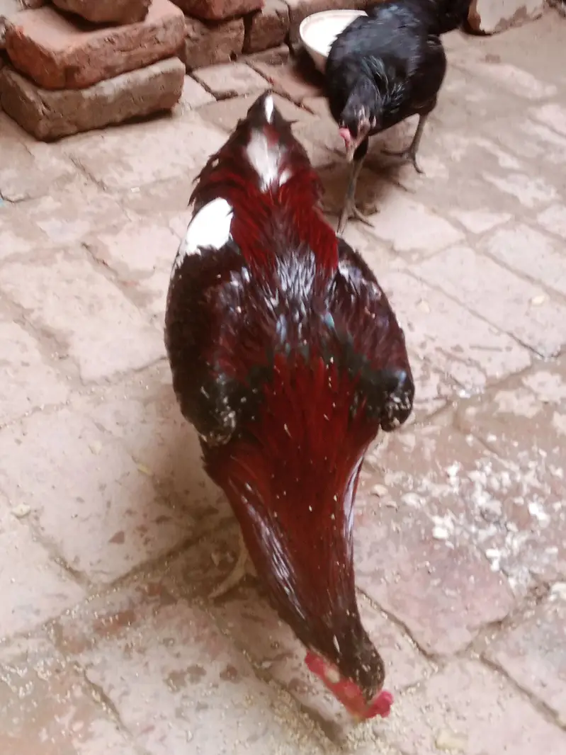 Aseel murga aur desi murgi sale — photo 10