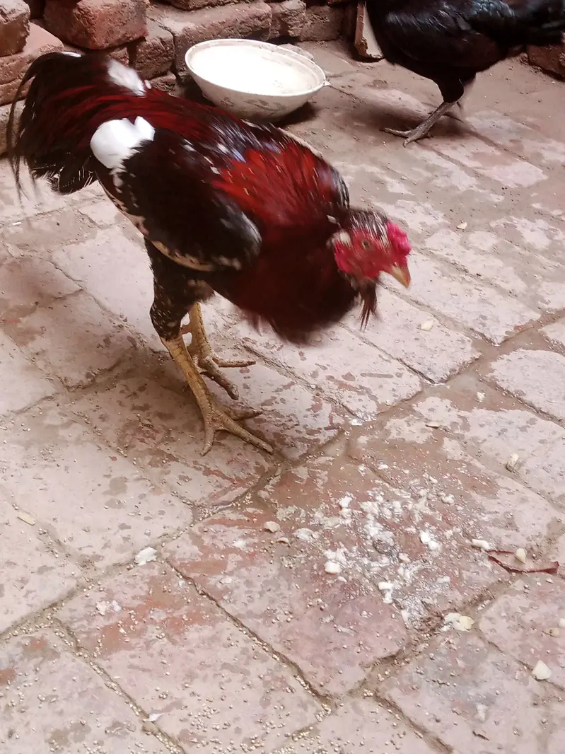 Aseel murga aur desi murgi sale — photo 11