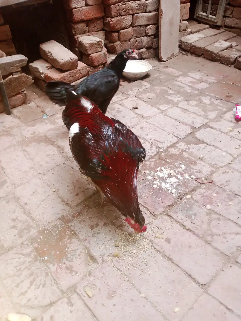 Aseel murga aur desi murgi sale — photo 12